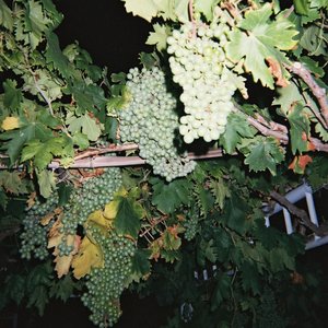 曰本黄色一级片
